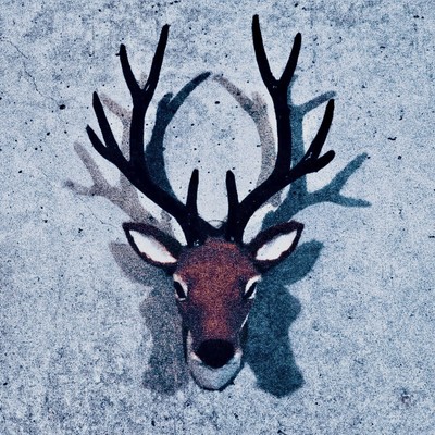 KOKEMUSのジャケット写真