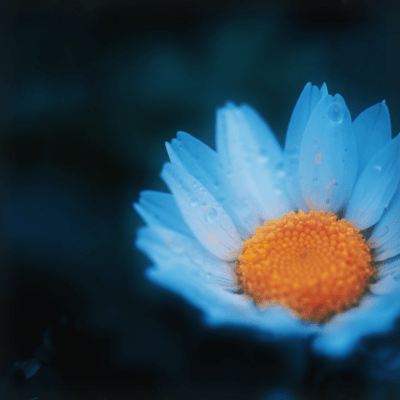 Sweep of Bloom Front Cover