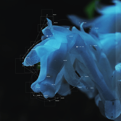 Bloom Between Dreams Front Cover