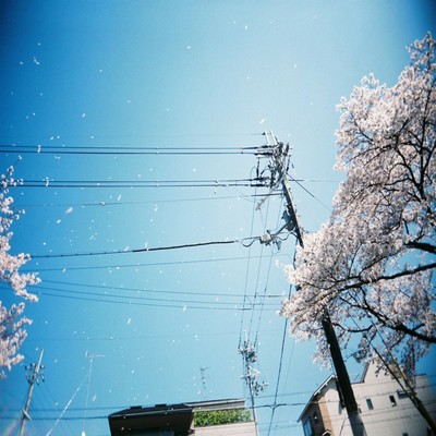 blow Front Cover
