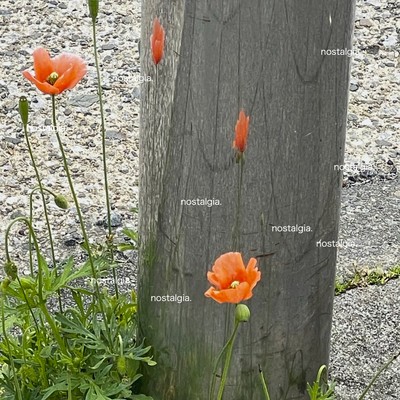 nostalgia.のジャケット写真