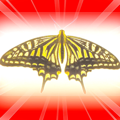 Ageha the swallowtail butterfly Front Cover