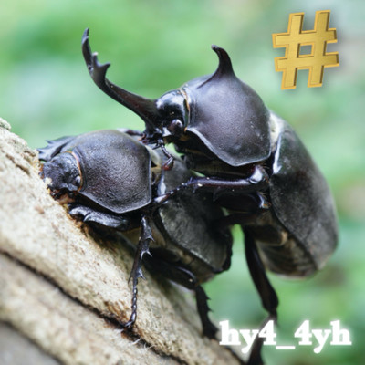 #のジャケット写真