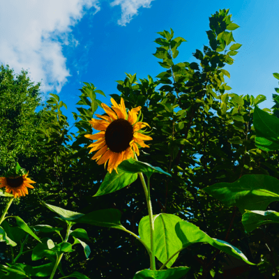 真夏のJewelのジャケット写真