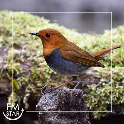 Cafe BGM Refreshing bossa nova and morning breeze - For refreshing mornings Front Cover