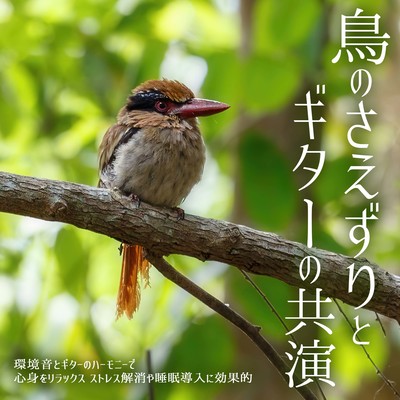 Bird chirping and guitar playing together. Relax your mind and body with the harmony of environmental sounds and guitar. Effective for relieving stress and inducing sleep. Front Cover
