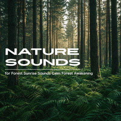 Nature Sounds for Forest Sunrise Sounds Calm Forest Awakening Front Cover