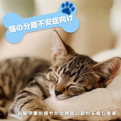Soothing music for cats with separation anxiety - transforming time spent alone into a peaceful experience. Front Cover