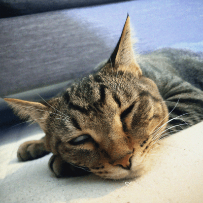 ローファイなモーニングのジャケット写真