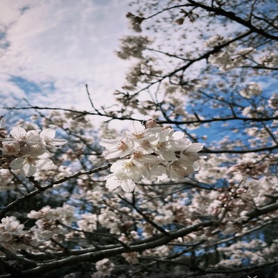 Sakura Front Cover