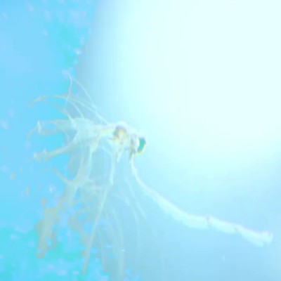 Amberのジャケット写真