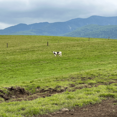 シノニムのジャケット写真