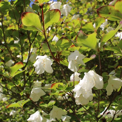 あの木の名前のジャケット写真