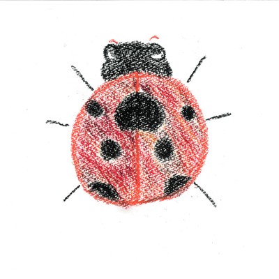 Lady Beetle Front Cover