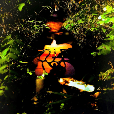 koi Front Cover