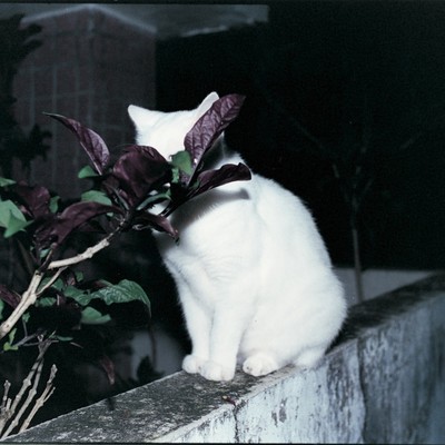 東京カラーのジャケット写真