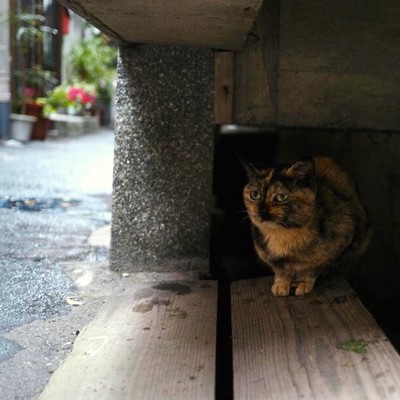 ラフのジャケット写真