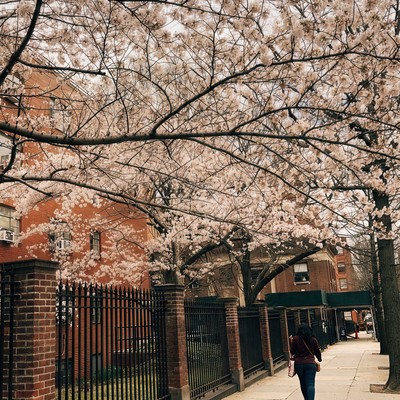 Shiranamiのジャケット写真