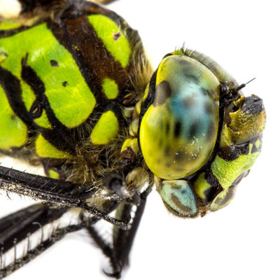 Green socks Front Cover