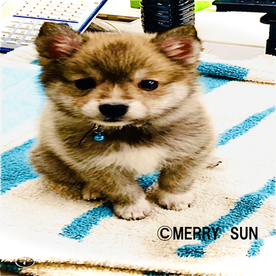 ベランダのマドンナのジャケット写真