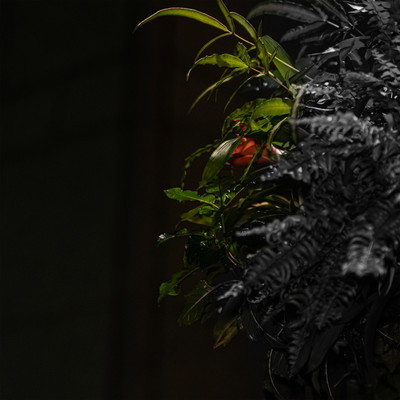 それでも生きていたいのジャケット写真