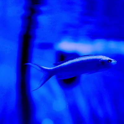 Music for bluefish Front Cover