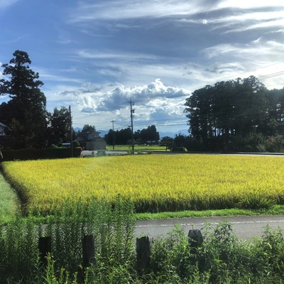 Suzukaze Front Cover