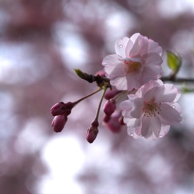 Spring rain Front Cover