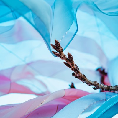 風樹のジャケット写真