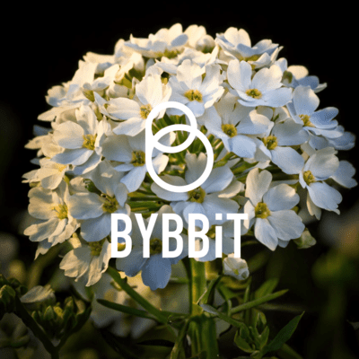 iberisuhayumedesaku Front Cover