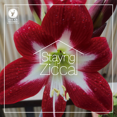 Staying ZICCA Front Cover