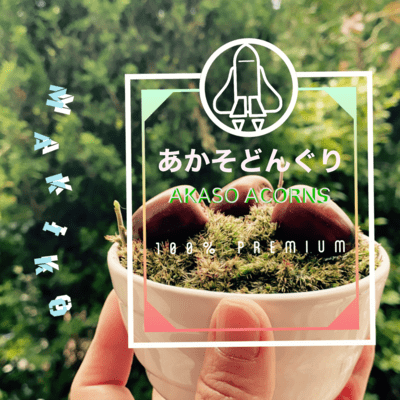 AKASO ACORNS Front Cover