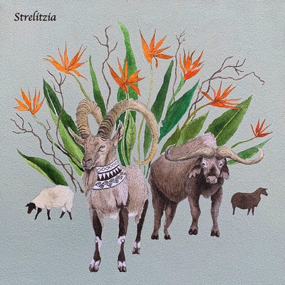 Strelitzia Front Cover