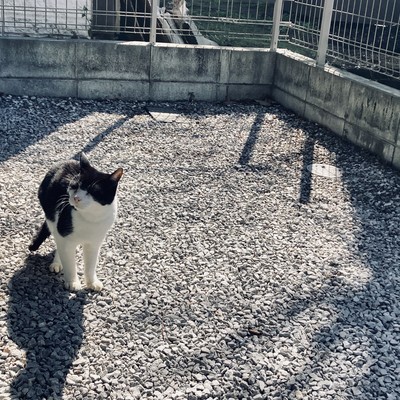 brother (demo) Front Cover