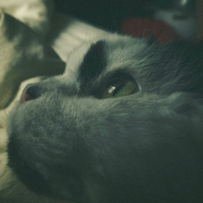 Hide From the Moonlight Front Cover