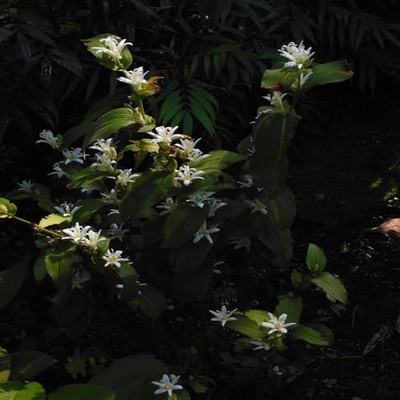 M Y S E L F Front Cover