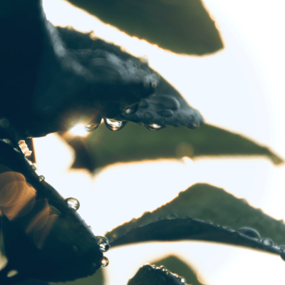 Green rain Front Cover