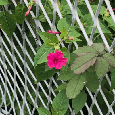 Flower club Front Cover