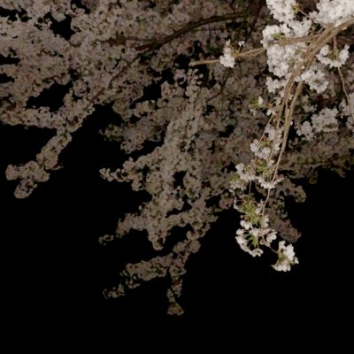 Shoot the Cherry Blossoms Front Cover
