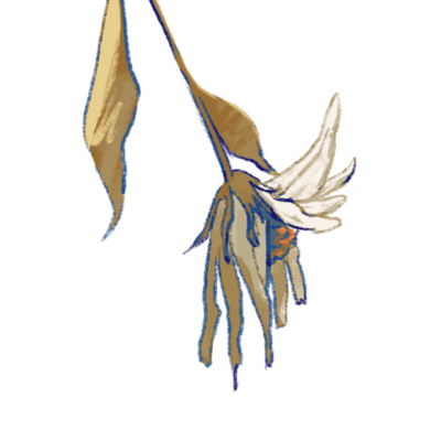 Crocus Front Cover