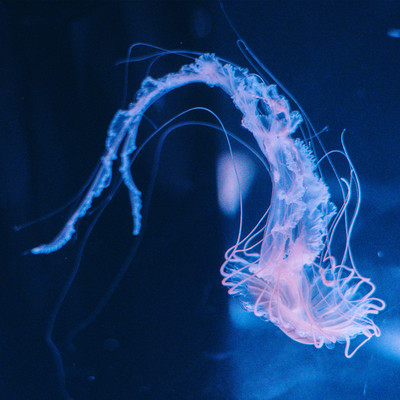 Jellyfish Front Cover