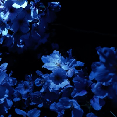 BlueとRainのジャケット写真