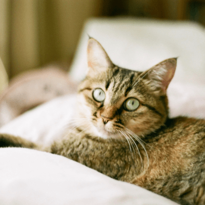 cat Front Cover