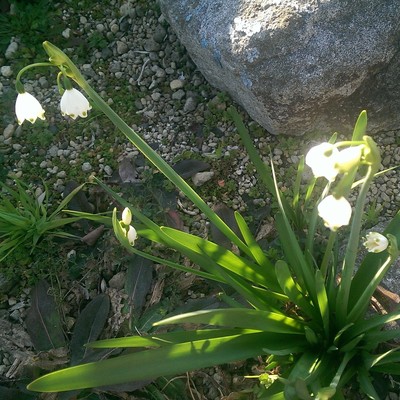 Firefly night 2016 Original 30 Front Cover