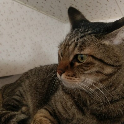 The Eyes of Professor Cat 2017 Original 32 Front Cover