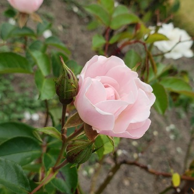 Love with Cinderella 2018 Original 36 Front Cover