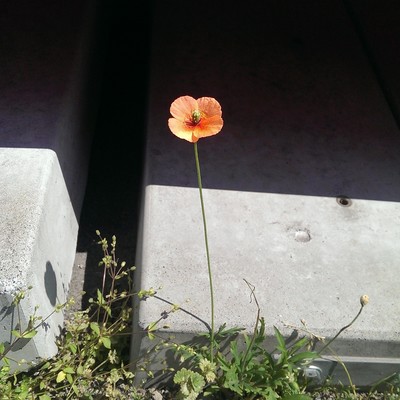 Orange Flower 2019 Selection 6 Front Cover