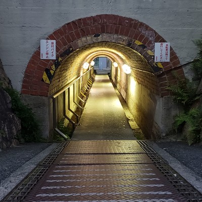 Morning glory blooms 2020 Original 39 Front Cover