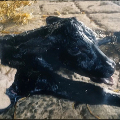 産まれたてのジャケット写真