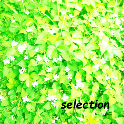 selectionのジャケット写真